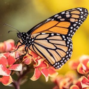 Meet your Posher, Diana